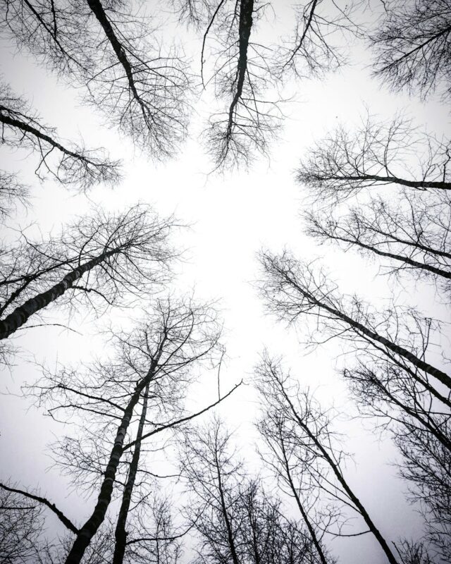 Leafless Trees Under White Sky