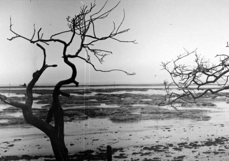 a black and white photo of a tree on a beach