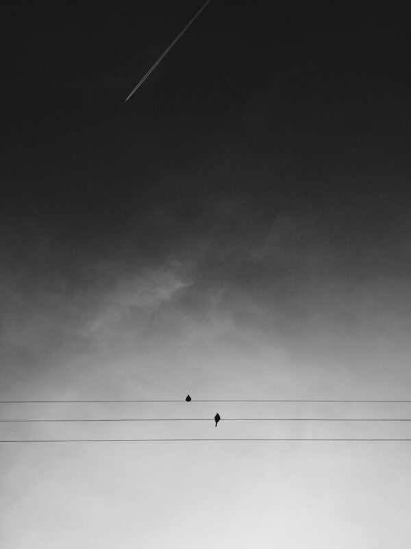two black birds on electric wires under gray sky during daytime